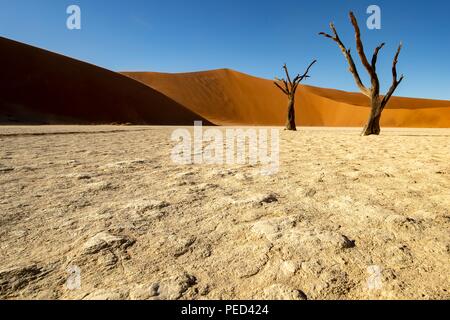 Deadvlei ist eine weiße Lehmpfanne befindet sich in der Nähe der berühmteren Salz Pfanne des Sossusvlei im Namib-Naukluft Park in Namibia. Auch geschrieben DeadVlei oder Stockfoto