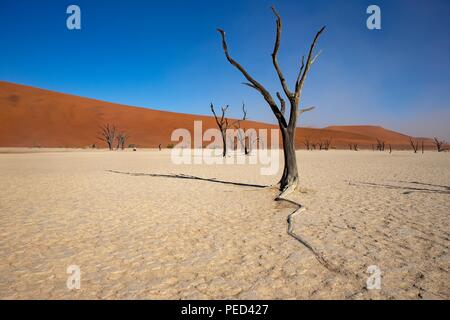 Deadvlei ist eine weiße Lehmpfanne befindet sich in der Nähe der berühmteren Salz Pfanne des Sossusvlei im Namib-Naukluft Park in Namibia. Auch geschrieben DeadVlei oder Stockfoto