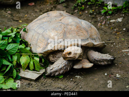 Sulcata Geochelone sulcata Schildkröte oder in Essen Stockfoto