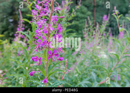 [Chamaenerion Weidenröschen] Blüten auf einer Wiese im Wald. Stockfoto