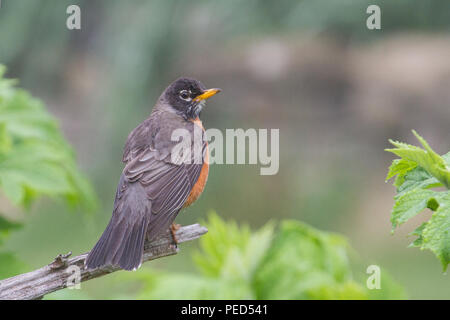 Eine männliche Amerikanische Robin auf einer Stange in Alabama, USA. Stockfoto