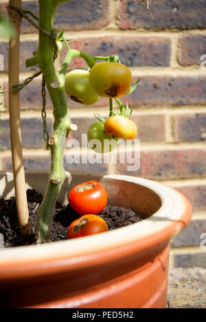 Tomaten mit Blütenendenfäule oder Tomaten mit schwarzen Böden waren die Blüte war. Stockfoto