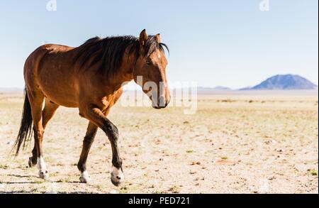 Die Namib Wüste Pferd (Equus ferus Caballus) ist ein seltenes wildes Pferd in die Wüste Namib in Namibia, Afrika gefunden. Es ist wahrscheinlich das einzige wilde Herde o Stockfoto