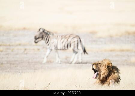 Ein Löwe brüllt wie Zebra Spaziergang durch auf dem Weg zu einem Wasserloch im Etosha National Park in Namibia Stockfoto