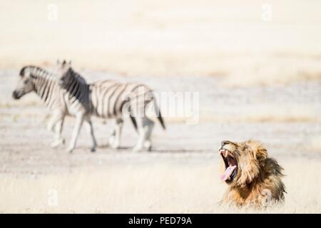 Ein Löwe brüllt wie Zebra Spaziergang durch auf dem Weg zu einem Wasserloch im Etosha National Park in Namibia Stockfoto