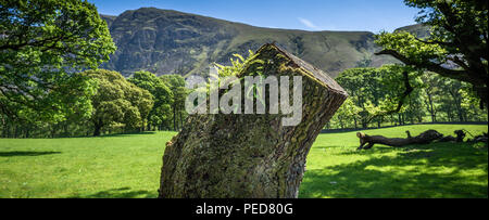 Ein baumstumpf mit neu aufkommenden Farn im Sonnenlicht mit Hügeln bei Wasdale, Cumbria, den Lake District, England, UK. Stockfoto