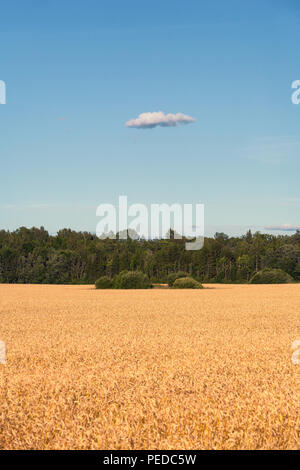 Gelbes Feld mit Getreide gesät im Wald und blauer Himmel mit Wolken Stockfoto