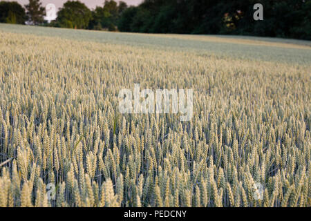 Reifenden Weizen im Feld in der Nähe von Überlingen, Deutschland. Stockfoto