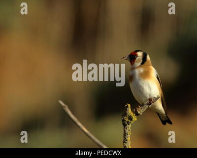 Goldfinch hocken auf Ast mit dem im Winter die Sonne Links suchen Stockfoto