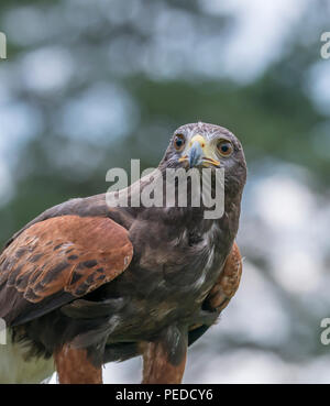 Captive Harris', Hexham, Northumberland, Großbritannien Stockfoto