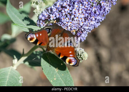 Tagpfauenauge.DE Stockfoto