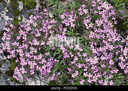 Rock soapwort, Blumen und Blätter Stockfoto