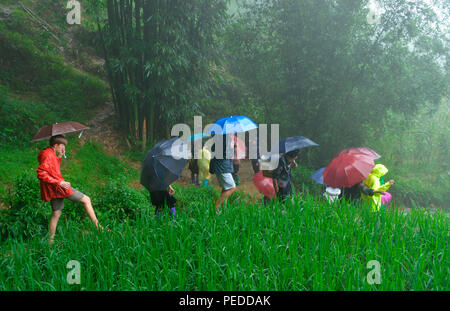 Wanderung, Reisfelder, Sa Pa, Vietnam Stockfoto