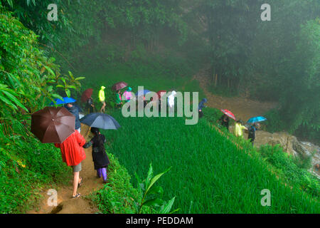 Wanderung, Reisfelder, Sa Pa, Vietnam Stockfoto