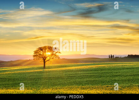 Toskana Landschaft, Strahlen der untergehenden Sonne durch Zweige der einsame Baum stehend auf der grünen Wiese Stockfoto