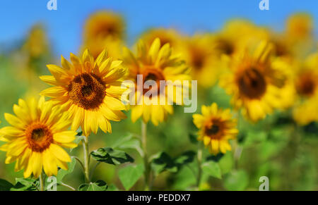 Schöne gelbe Sonnenblumen auf dem Feld. Blauen Himmel im Hintergrund. Stockfoto