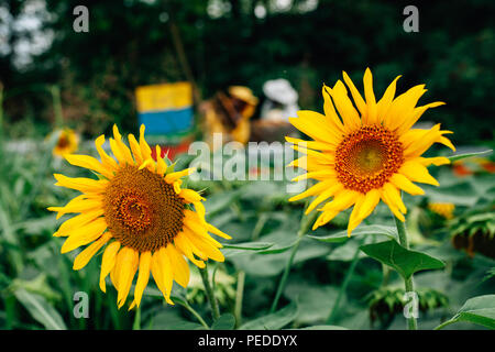 Nahaufnahme von zwei Sonnenblumen mit imker Honig sammeln von Bienen Stockfoto