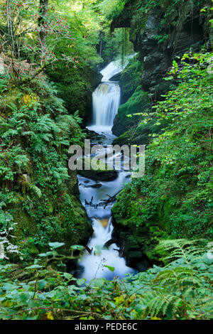 Afon Cynfal fließt durch den Ceunant Cynfal National Nature Reserve südlich von Llanffestiniog in North Wales. (Farbe) Stockfoto