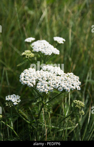 Nahaufnahme von Schafgarbe mit weißen Blüten und Knospen - auf einer Wiese Stockfoto