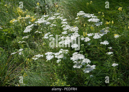 Große Cluster von Schafgarbe blühende Pflanzen auf eine grüne Wiese mit gelben Antirrhinum im Hintergrund Stockfoto