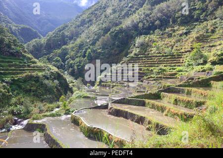 Philippinen Reis Terrassen - Anbau von Reis in Hapao Dorf (hungduan). Stockfoto