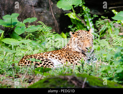 Leopard Panthera pardus ruht in der Mitte der grüne Natur mit geschlossenen Augen Stockfoto