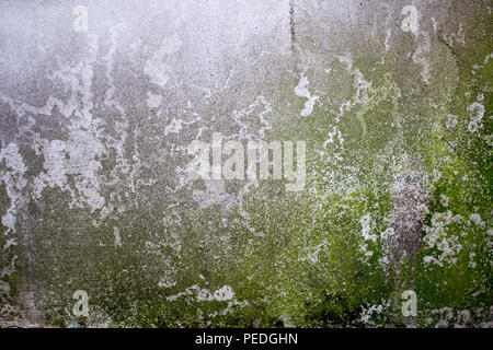 Betonmauer und Moos; Betonwand mit Flechten bedeckt; gealtert oder verwitterte Beton auf Wand Hintergrund Stockfoto