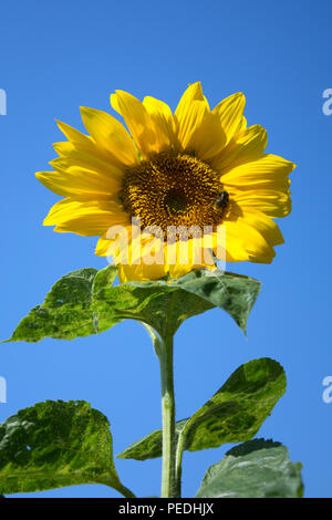 Schöne sonnenblume Blüte gegen den blauen Himmel - mit einer Honigbiene Pollen sammeln auf es Stockfoto