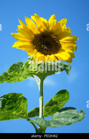 Schöne sonnenblume Blüte gegen den blauen Himmel - mit zwei Bienen Pollen sammeln auf es Stockfoto