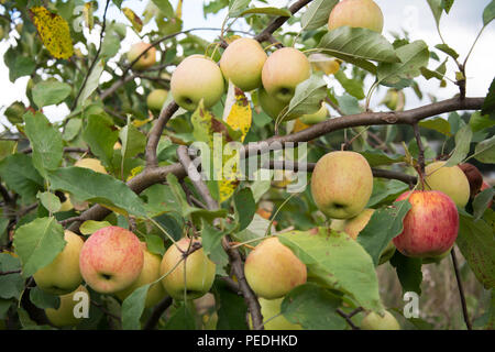 Ein Apfelbaum mit vielen reife, rote und gelbe Äpfel wachsen auf es Stockfoto