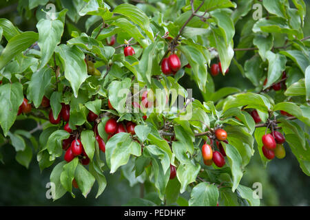 Rot und Orange dogberries unter Blätter auf einem hartriegelbaum Stockfoto