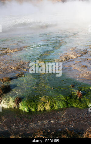 Algen in heißen Quellen, den Großen Geysir, Island Stockfoto