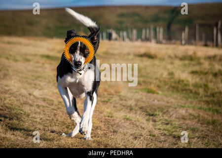 Schwarz & Weiß Hund Spaß, mit toy Ring in seinem Mund in die Kamera Stockfoto