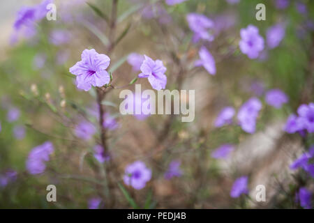 Die 4-Uhr-Position Familie ist vor allem in den Tropen, mit nur einer Handvoll Pflanzen in den nördlichen Breiten. Stockfoto