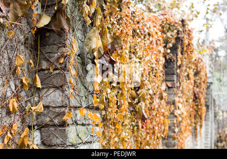 Kletterpflanzen auf einem Stein Zaun. Wild Grape auf Mauer im späten Herbst Stockfoto