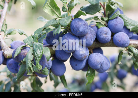 Prunus insititia 'Langley Bullace'. Damson" Langley Bullace' Obst. Stockfoto