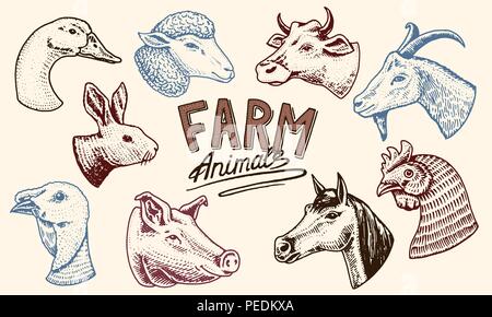 Bauernhof Tiere. Leiter einer inländischen Pferd, Schwein, Ziege, Kuh alpaka Lama Kaninchen Schafe. Logos und Embleme für Schild. Satz von Symbolen für das Menü. graviert Hand in alte Skizze vintage Stil gezeichnet. Stock Vektor