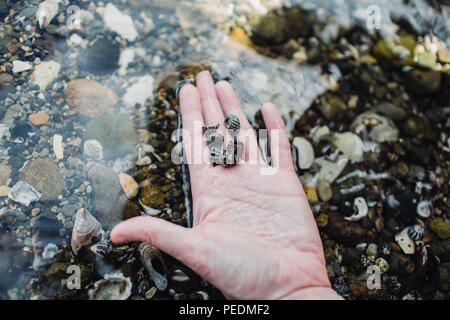 Hand hält eine Sammlung von kleinen (GEMUSTERTEN) Tanks über klares Wasser mit vielen verschiedenen Shells auf der Unterseite und Reflexionen von Menschen sichtbar Stockfoto