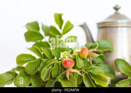 Close-up retro Zinn Antik Silber Farbe altmodische Teekanne mit einem roten Wild Rose Hagebutten für gesunde Arzneimittel Tee auf einem weißen zurück Stockfoto