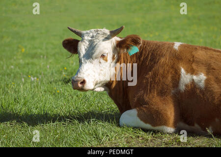 Kuh auf einer Wiese im saftigen Gras Stockfoto