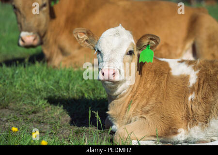 Kuh und Kalb lag auf einer Wiese im saftigen Gras Stockfoto