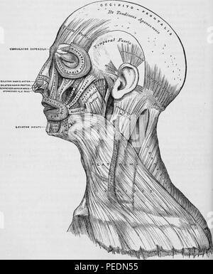 Schwarz-weiß Drucken, einen Abschnitt eines menschlichen Kopfes mit Etiketten, die auf die Muskeln der Kopf, Gesicht und Hals, 1860. Mit freundlicher Genehmigung Internet Archive. () Stockfoto