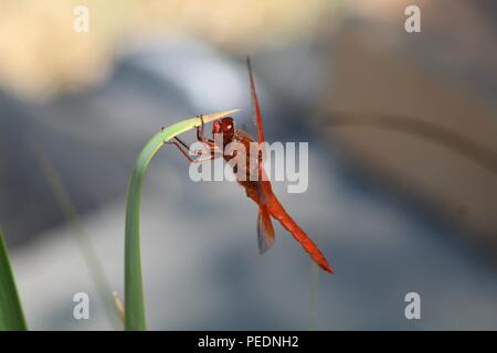 Viele schöne Dinge, die ich sehe, wie Pflanzen, Insekten, Wasser, Natur. Hinterhof, Fluss, Katzen-Haustiere, Biene. Kranke Teile meine Funde mit dir, während ich sie sehe. Danke! Stockfoto