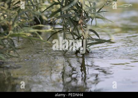 Viele schöne Dinge, die ich sehe, wie Pflanzen, Insekten, Wasser, Natur. Hinterhof, Fluss, Katzen-Haustiere, Biene. Kranke Teile meine Funde mit dir, während ich sie sehe. Danke! Stockfoto