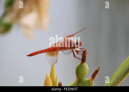 Viele schöne Dinge, die ich sehe, wie Pflanzen, Insekten, Wasser, Natur. Hinterhof, Fluss, Katzen-Haustiere, Biene. Kranke Teile meine Funde mit dir, während ich sie sehe. Danke! Stockfoto