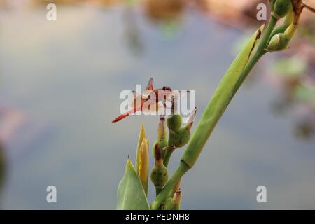 Viele schöne Dinge, die ich sehe, wie Pflanzen, Insekten, Wasser, Natur. Hinterhof, Fluss, Katzen-Haustiere, Biene. Kranke Teile meine Funde mit dir, während ich sie sehe. Danke! Stockfoto