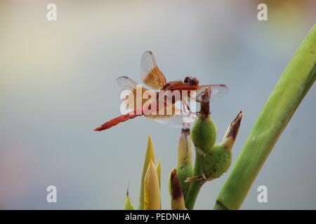 Viele schöne Dinge, die ich sehe, wie Pflanzen, Insekten, Wasser, Natur. Hinterhof, Fluss, Katzen-Haustiere, Biene. Kranke Teile meine Funde mit dir, während ich sie sehe. Danke! Stockfoto