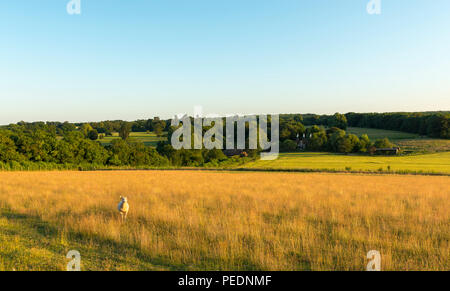 Ein einsames Schaf stellt in einem Feld bei Sonnenuntergang auf der Kent Downs in der Nähe von Canterbury. Stockfoto