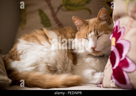 Eine flauschige Ingwer Katze zusammengerollt auf der Couch. Stockfoto