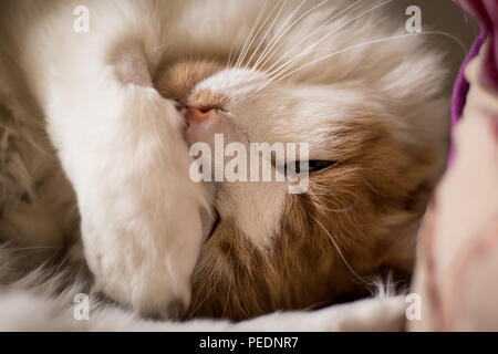 Eine flauschige Ingwer Katze zusammengerollt auf der Couch. Stockfoto